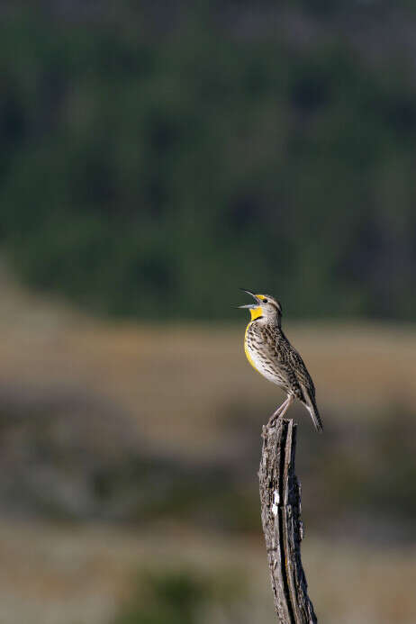 Birdwatching