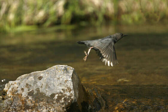 American Dipper taking off