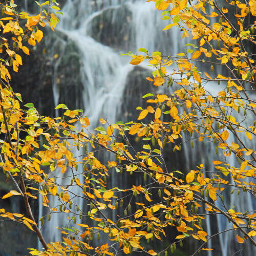 Bright yellow leaves with Waterfall backdrop