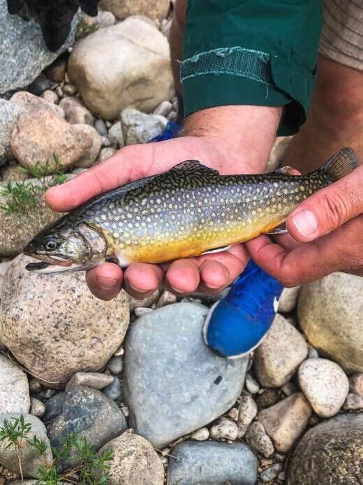 Closeup of Angler's hands holding a trout