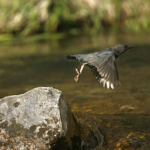 American Dipper taking off