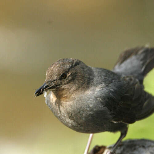 American Dipper