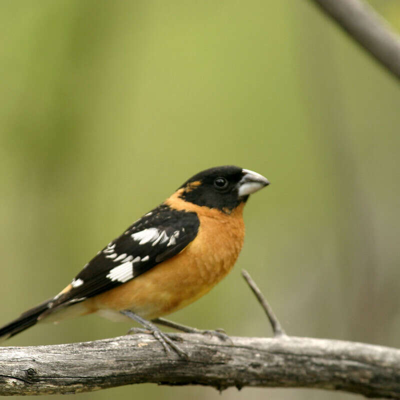 Bird in Spearfish Canyon